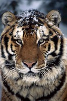 /album/bakker-csajok/iphone-wallpaper-tiger-3-jpg/
