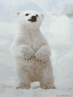 /album/bakker-csajok/jegesmedve-gif/