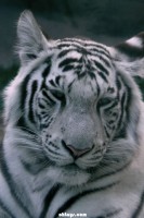 /album/bakker-csajok/tiger2-jpg/