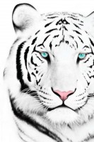 /album/bakker-csajok/white-tiger-iphone-4-wallpaper-by-supamade09-d31y8pc-jpg/