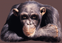 /album/bakker-csajok/majom-gif1/