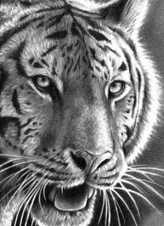 Tigris