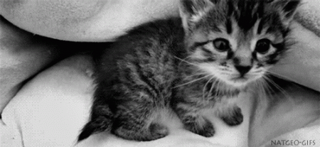 Meow