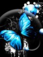 /album/fenykepgaleria/blue-butterfly-2-jpg1/