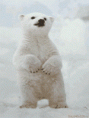 /album/fenykepgaleria/jegesmedve-gif1/