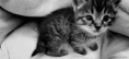 /album/fenykepgaleria/meow-gif/