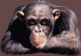 /album/fenykepgaleria/kacs-gif/