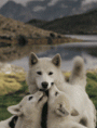 /album/fenykepgaleria/husky-gif/